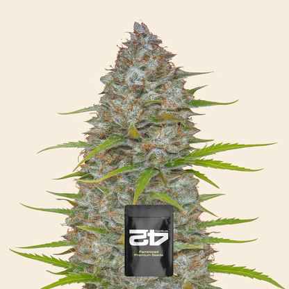 Orange Sherbet Auto feminisierte Samen (Fast Buds)