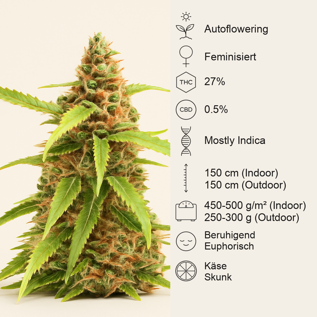 Scarlet Skunk Autoflower feminisierte Samen (EGS)