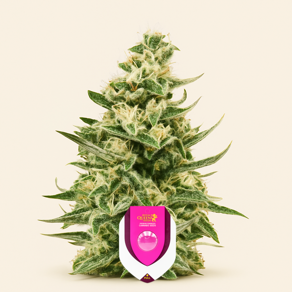 Royal Critical Automatic (RQS) Cannabis-Samen