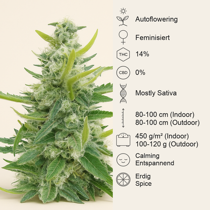 Ak Automatic (BlimBurn Seeds) Cannabis-Samen