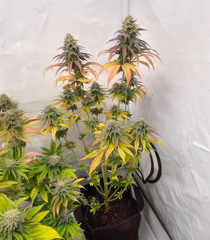 Purple Gelato Autoflower Cannabispflanze – Seedkeepers, Foto 3