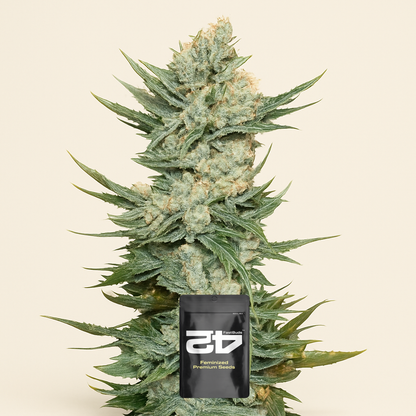 Tangie'matic Auto feminisierte Samen (Fast Buds)