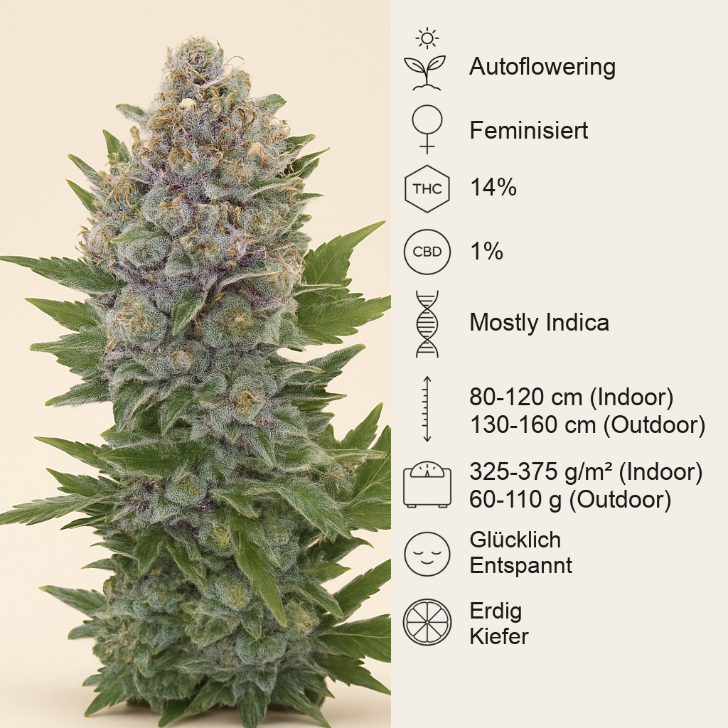 Northern Light Automatic (RQS) Cannabis-Samen