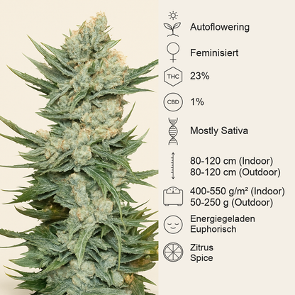 Tangie'matic Auto feminisierte Samen (Fast Buds)
