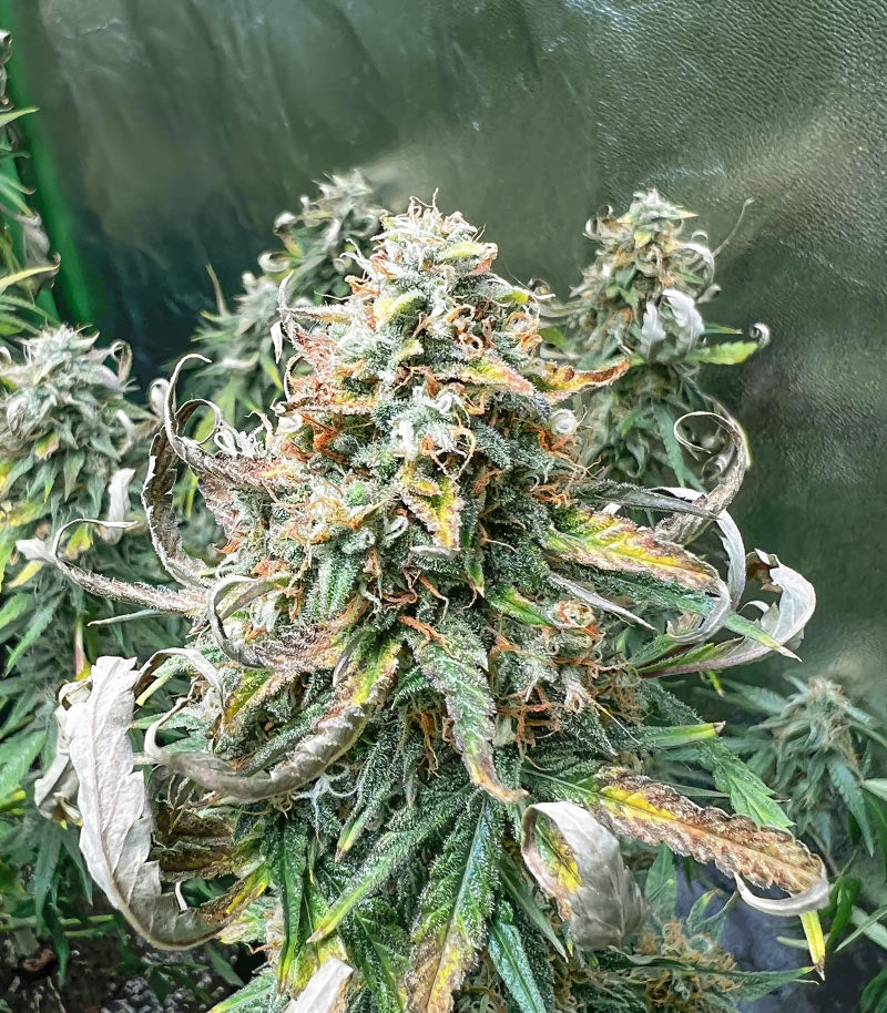 Godzilla Cookies Auto Cannabispflanze – Herbies Seeds, Foto 1