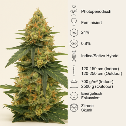 Strawberry Lemonade feminisierte Samen (Barney’s Farm)