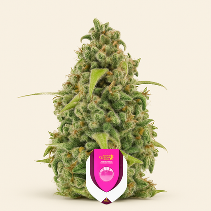 Diesel Automatic (RQS) Cannabis-Samen