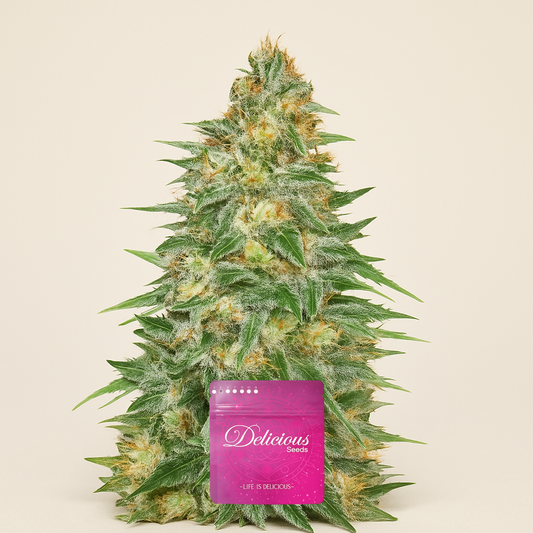Critical Sensi Star Early Version (Delicious Seeds)
