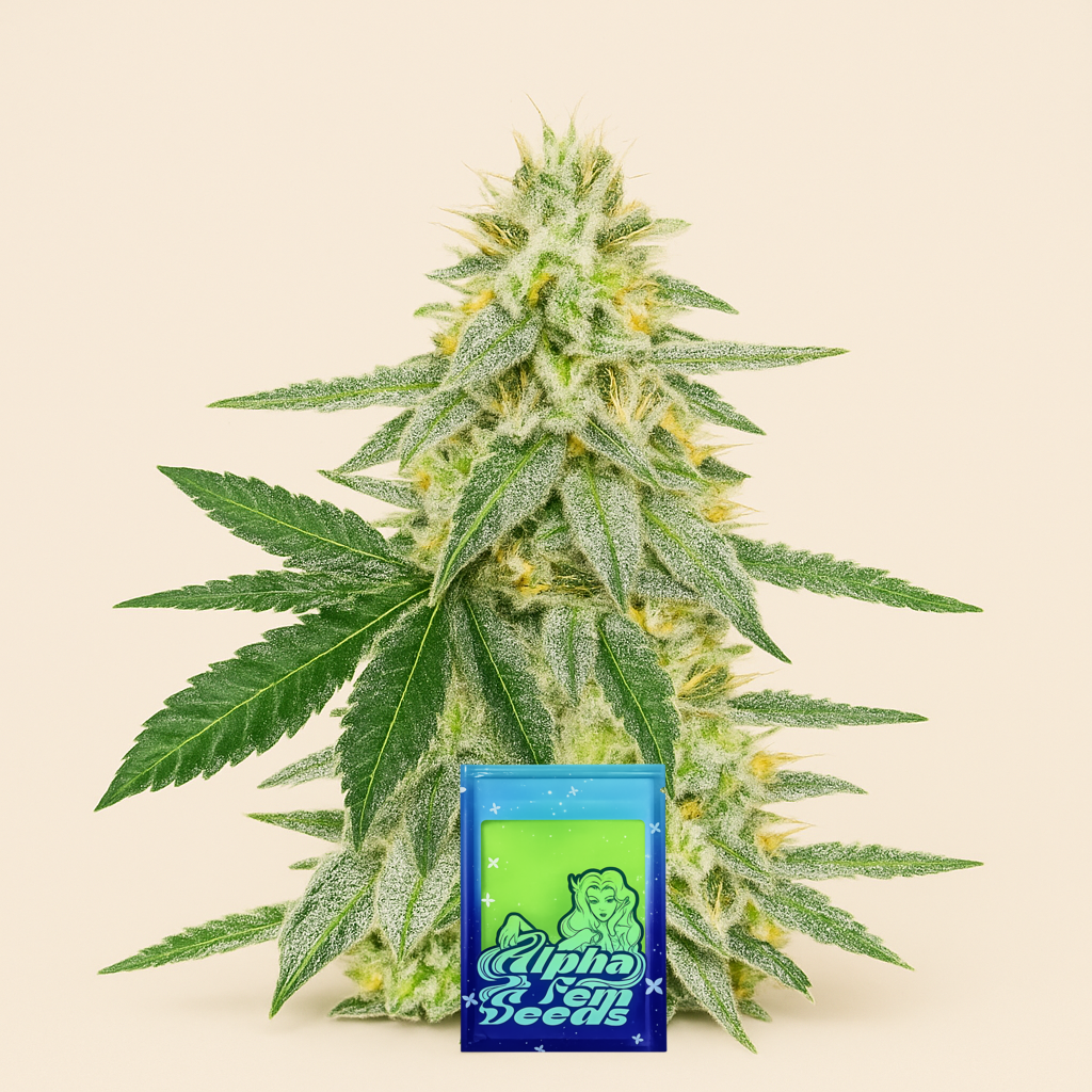 Different GG#4 feminisierte Samen (AlphaFem Seeds)