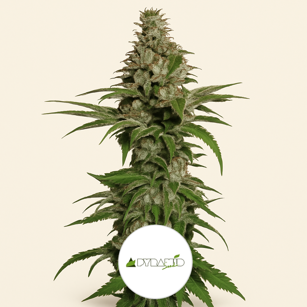Northern Lights (Pyramid Seeds) Cannabis-Samen