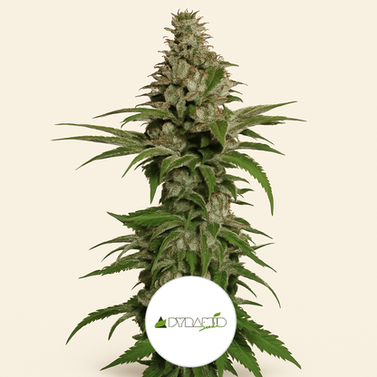 Northern Lights (Pyramid Seeds) Cannabis-Samen