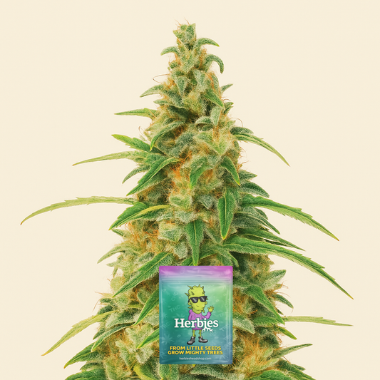 Apple Betty Auto-Samen (Herbies Seeds)