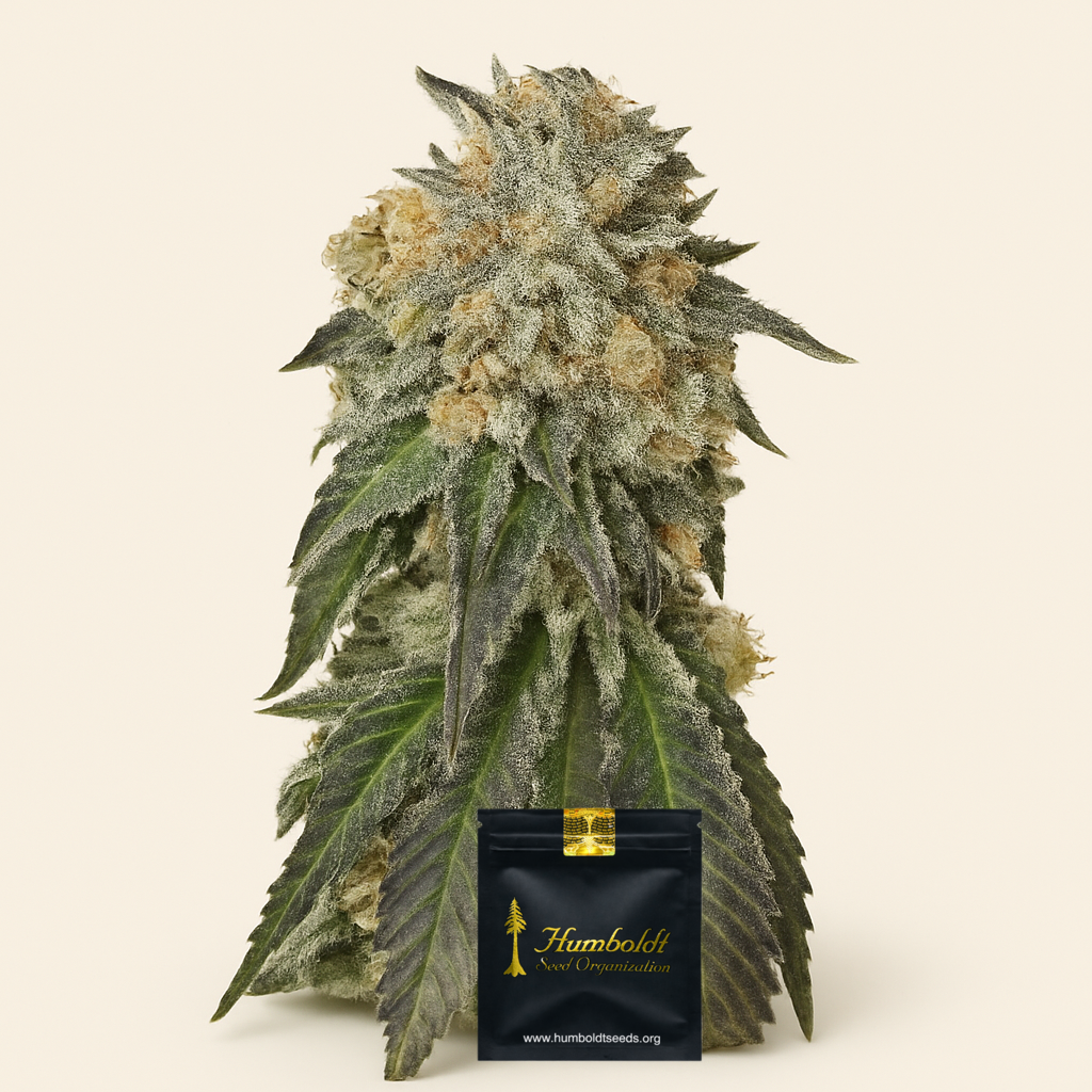 Amherst Sour Diesel (Humboldt Seeds Organization) Cannabis-Samen