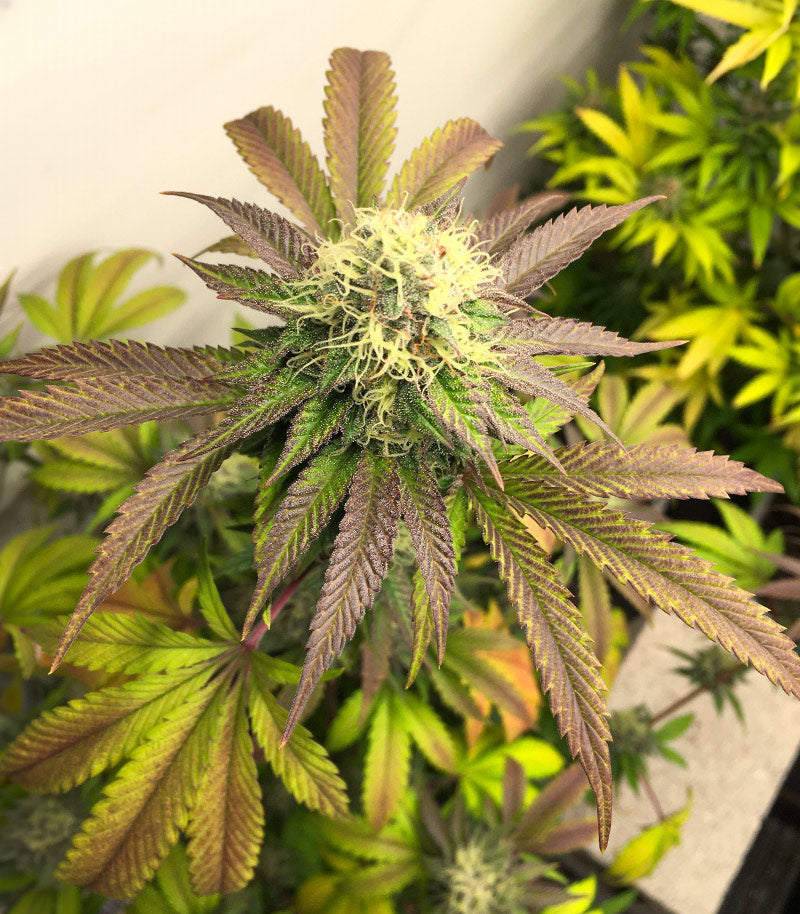 Sour Strawberry Cannabispflanze – Barney's Farm, Foto 1