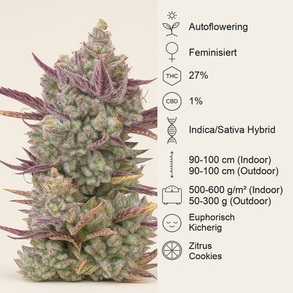 Gorilla Cookies Auto (Fast Buds)