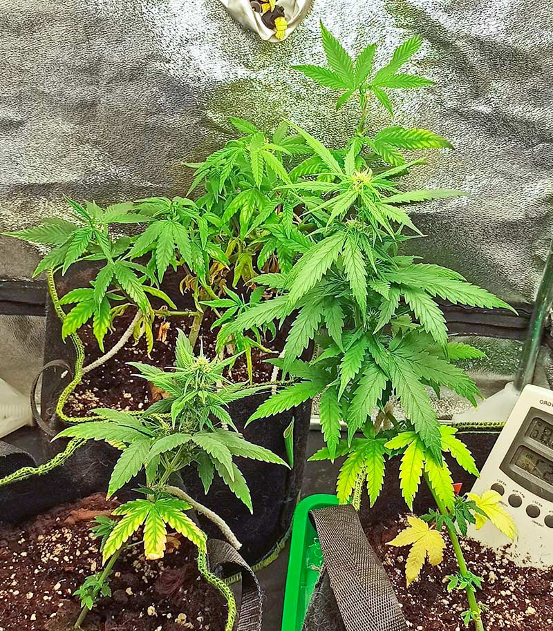 Godzilla Original Glue GG#4 Auto Cannabispflanze – Herbies Seeds, Foto 1