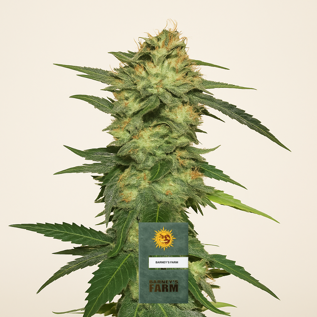Blue Gelato 41 feminisierte Samen