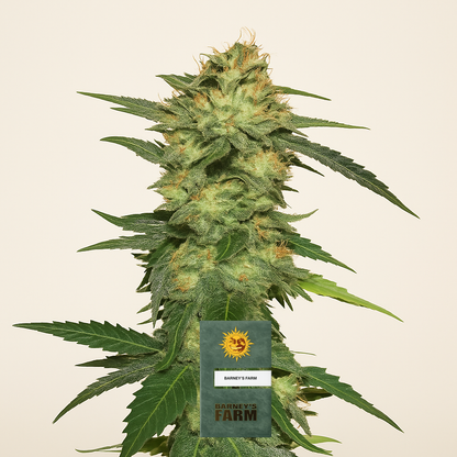 Blue Gelato 41 feminisierte Samen