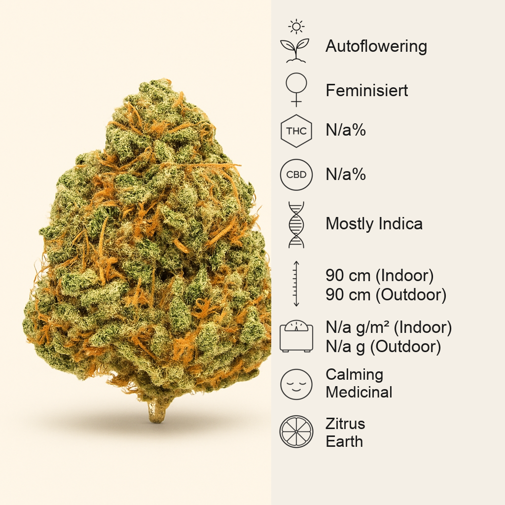 Sensi #34 Auto CBD (Sensi Seeds) Cannabis-Samen