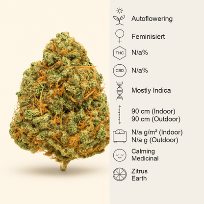 Sensi #34 Auto CBD (Sensi Seeds) Cannabis-Samen