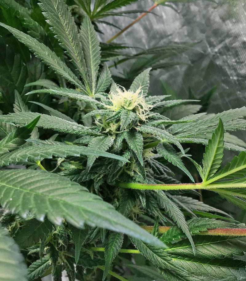 The White Fire OG Cannabispflanze – Seedkeepers, Foto 1