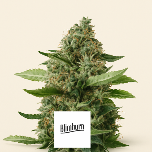 Sour Diesel (BlimBurn Seeds) Cannabis-Samen