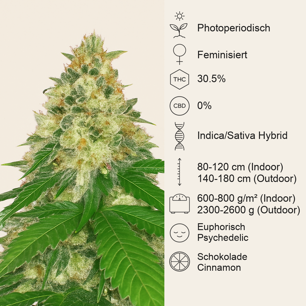 Apple Betty Samen feminisiert (Herbies Seeds)