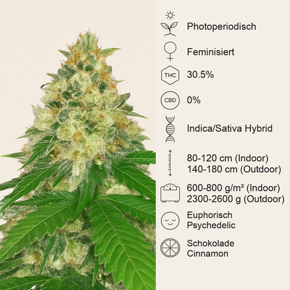 Apple Betty Samen feminisiert (Herbies Seeds)