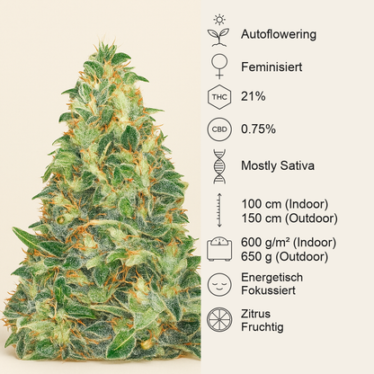Amnesia Haze Auto Samen feminisiert (Barney's Farm)
