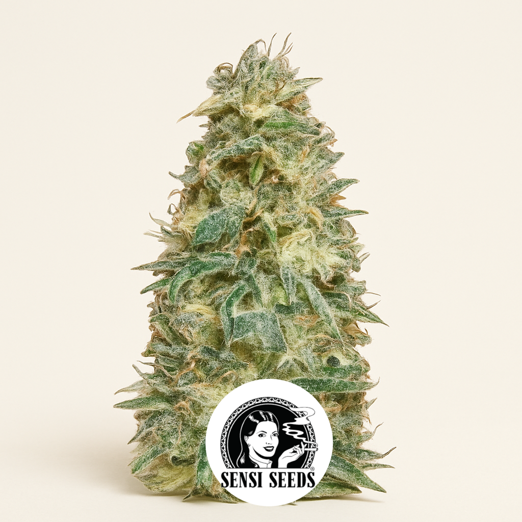Black Domina (Sensi Seeds) Cannabis-Samen