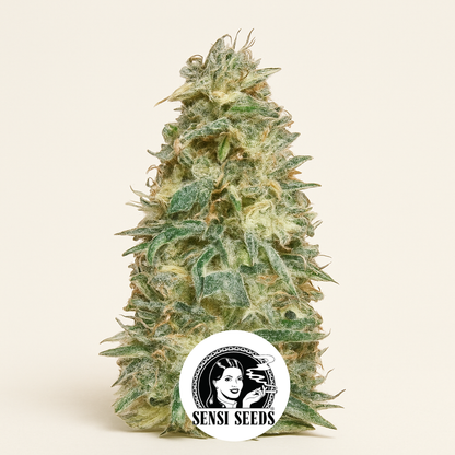 Black Domina (Sensi Seeds) Cannabis-Samen