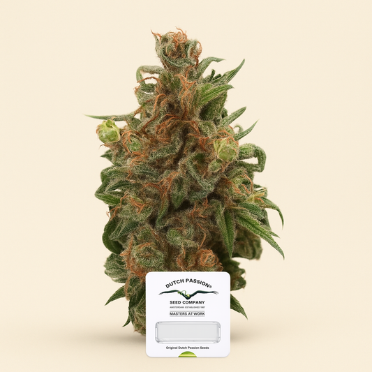 Californian Orange (Dutch Passion) Cannabis-Samen