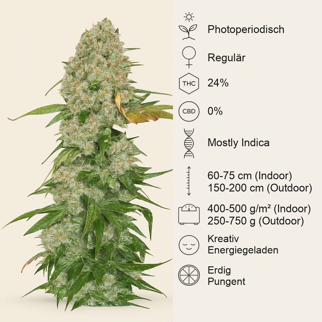 White Widow regular (Dutch Passion) Cannabis-Samen
