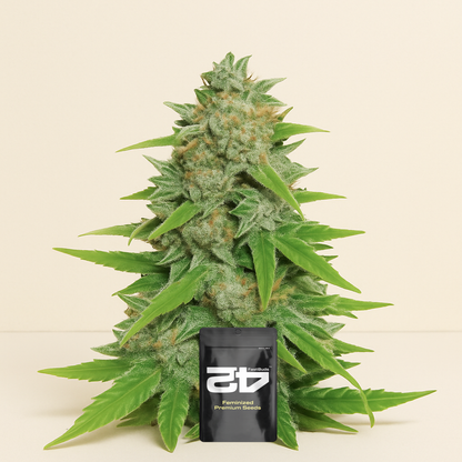 Original Auto Skunk (Fast Buds) Cannabis-Samen
