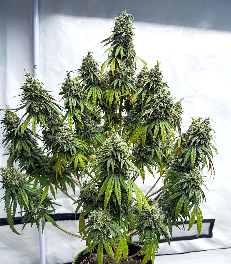 Apple Fritter Cannabispflanze – Barney's Farm, Foto 5