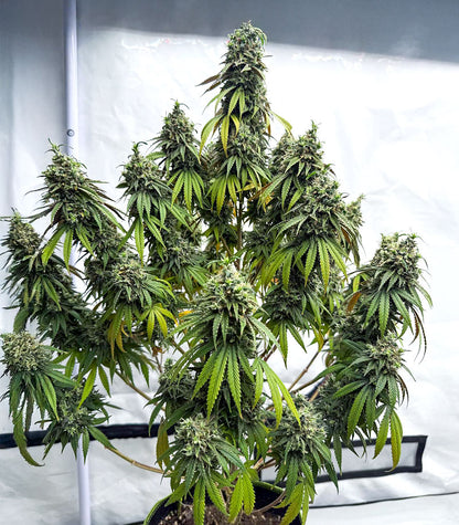 Apple Fritter Cannabispflanze – Barney's Farm, Foto 5