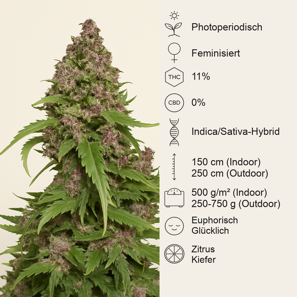 Frisian Duck (Dutch Passion) Cannabis-Samen