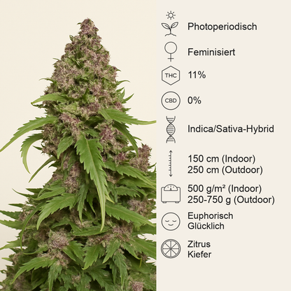 Frisian Duck (Dutch Passion) Cannabis-Samen