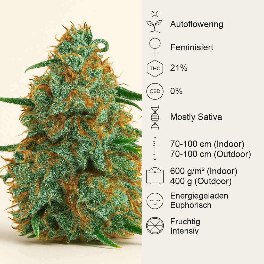 Critical Neville Haze Auto (Delicious Seeds)