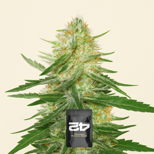 Ztrawberriez Auto feminisierte Samen (Fast Buds)