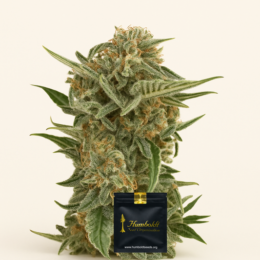 Lost Coast Skunk Auto (Humboldt Seeds Organization) Cannabis-Samen