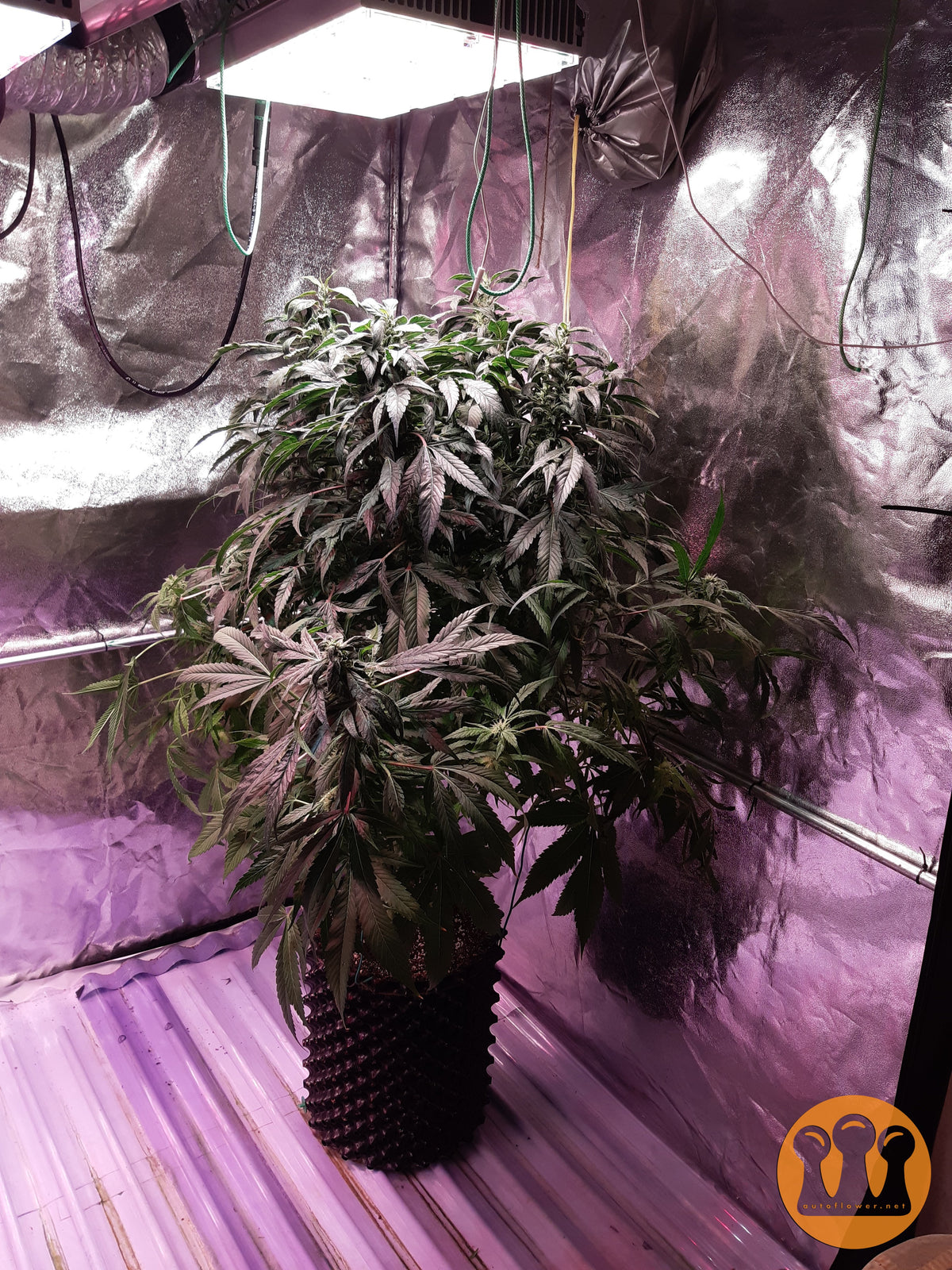 Skywalker Haze Cannabispflanze – Dutch Passion, Foto 8