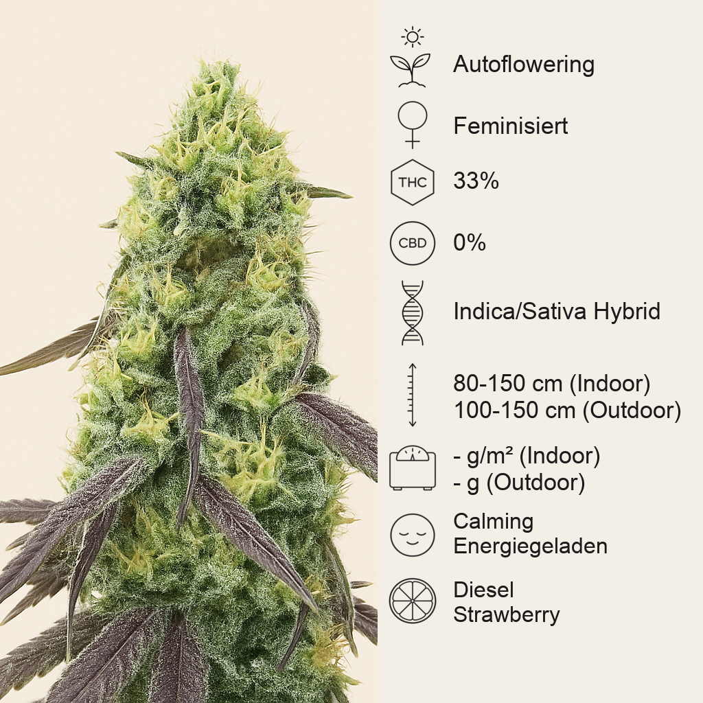 Jelly Donutz Autoflower feminisierte Samen (Humboldt Seed Company)