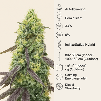 Jelly Donutz Autoflower feminisierte Samen (Humboldt Seed Company)