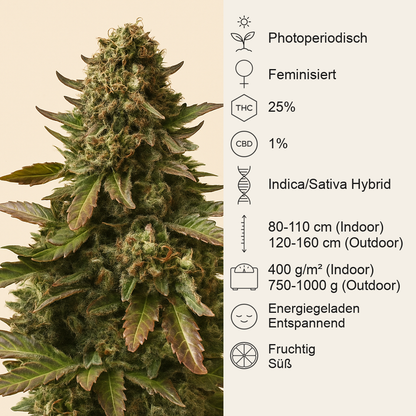 Watermelon Z (Pyramid Seeds) Cannabis-Samen