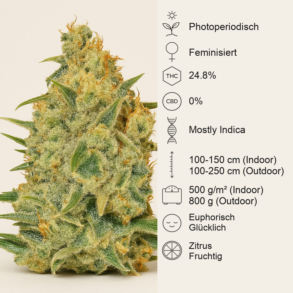Critical Sensi Star (Delicious Seeds) Cannabis-Samen