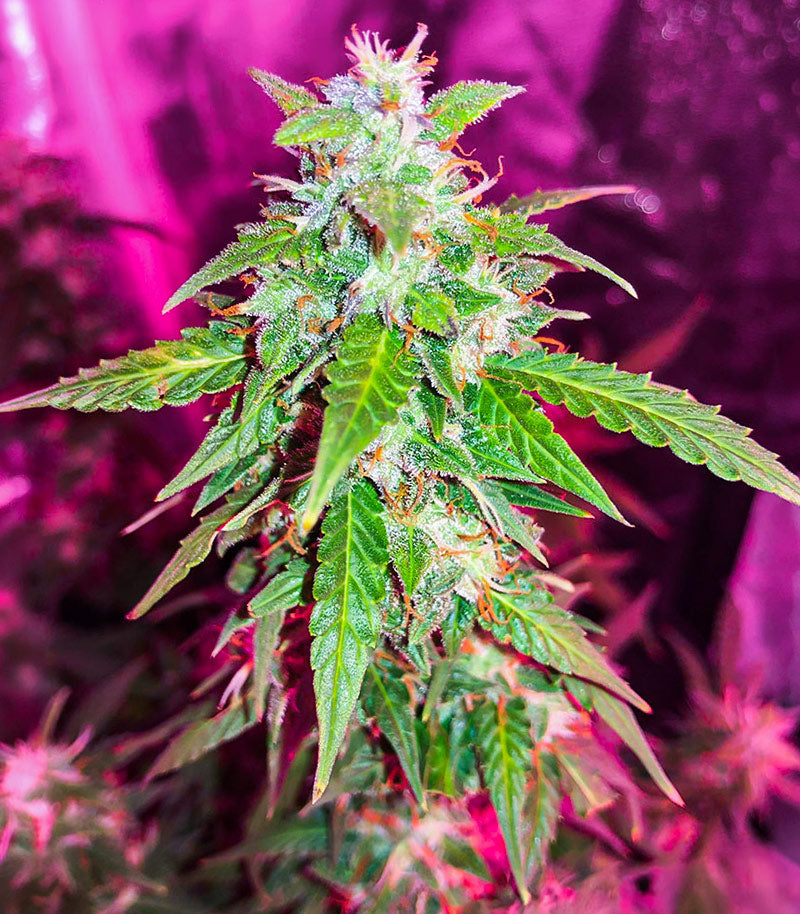 Quarter Pounder Autoflower Cannabispflanze – EGS, Foto 1