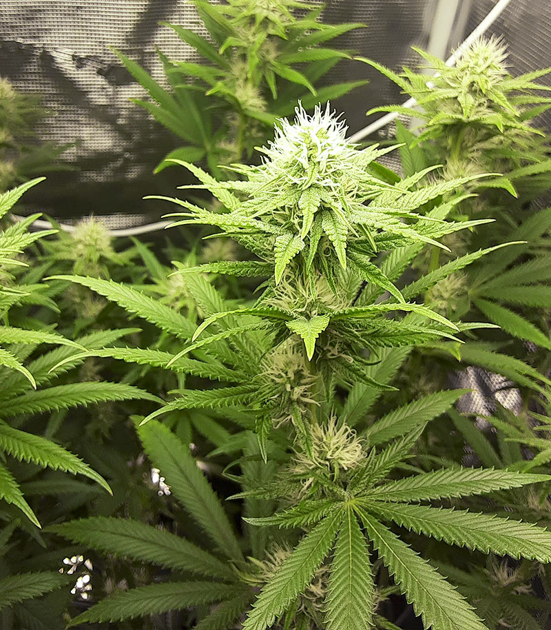 Tropicanna Banana Cannabispflanze – Barney's Farm, Foto 3