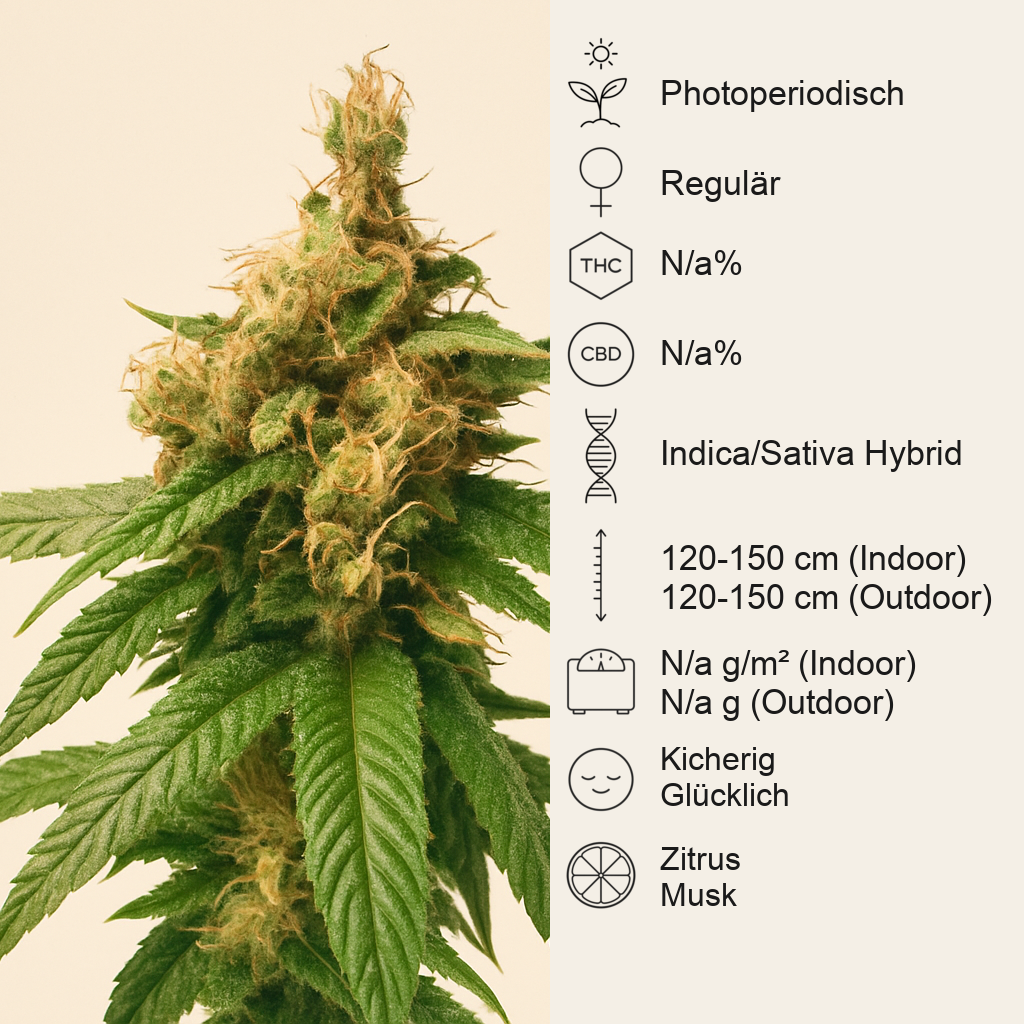 Skunk Kush regular (Sensi Seeds) Cannabis-Samen