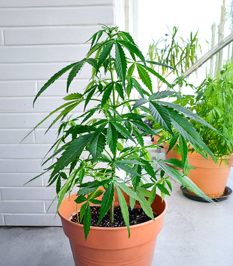 Special Queen 1 Auto Cannabispflanze – Royal Queen Seeds, Foto 2